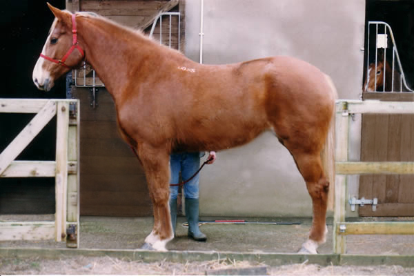 horse